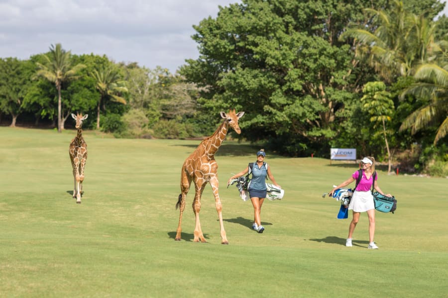 giraffe green vipingo ridge golf africa spt intl restricted