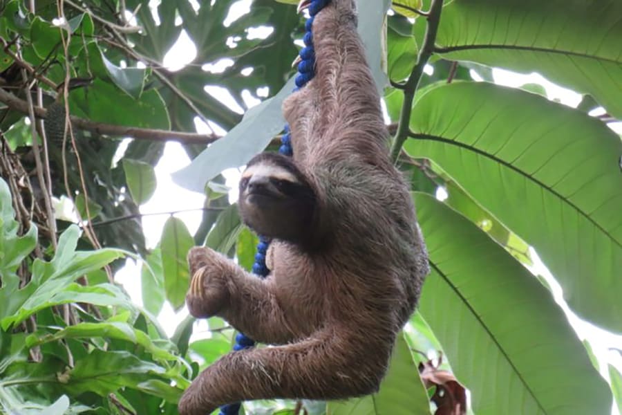 wildlife crossing Sloth Ropes