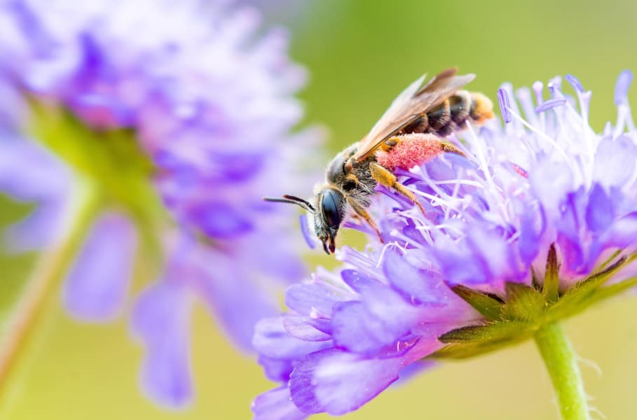 buglife scabious bee