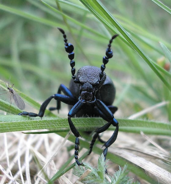 buglife black oil beetle
