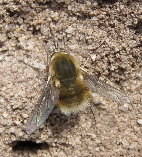 Buglife Heath Bee fly 2