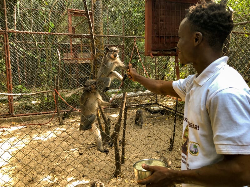libassa wildlife sanctuary liberia monkeys restricted 