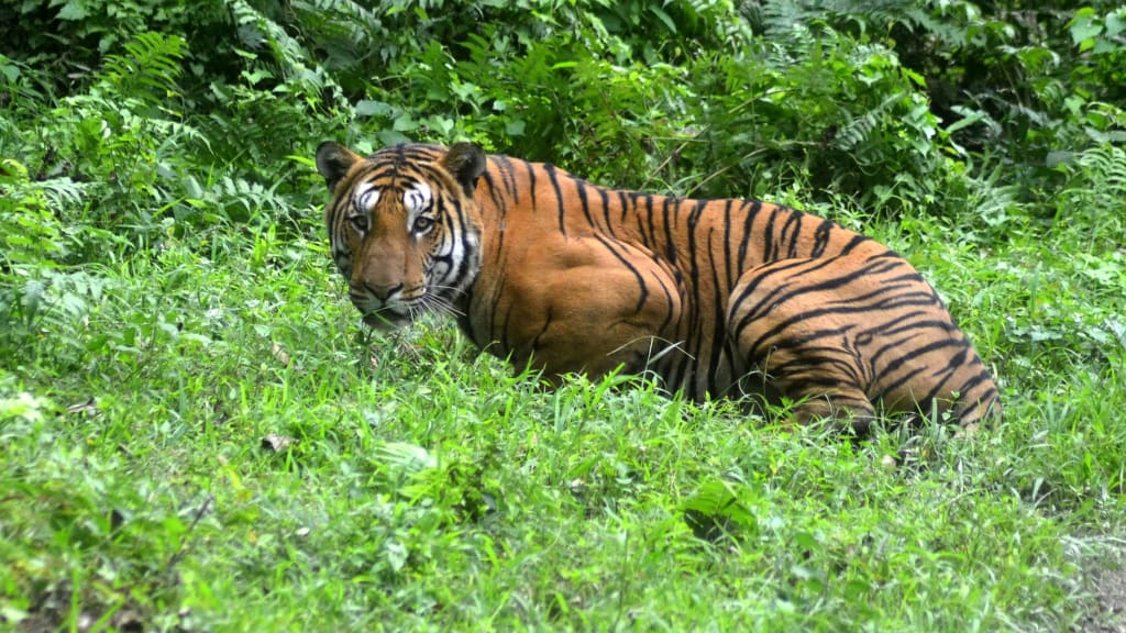 Gujarat to have Tiger and Leopard safaris: Ganpat Vasava