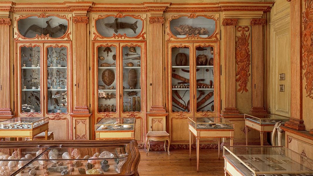 Section of the cabinet of natural history assembled by Clement Lafaille. La Rochelle, Muséum d'Histoire Naturelle. 