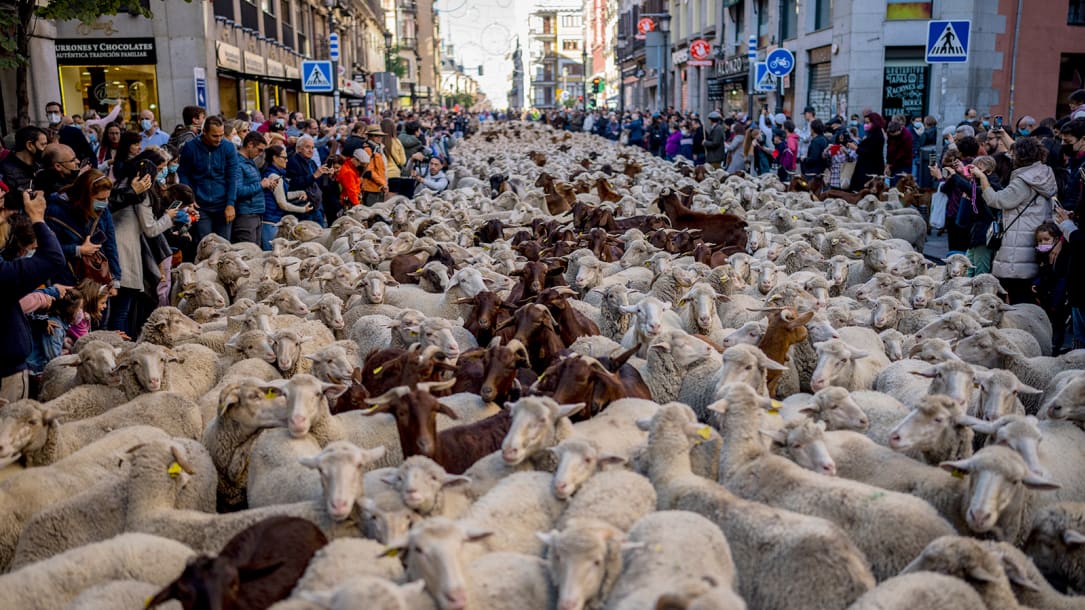 A herd of sheep is guided through the Spanish capital on Sunday, October 24, 2021.