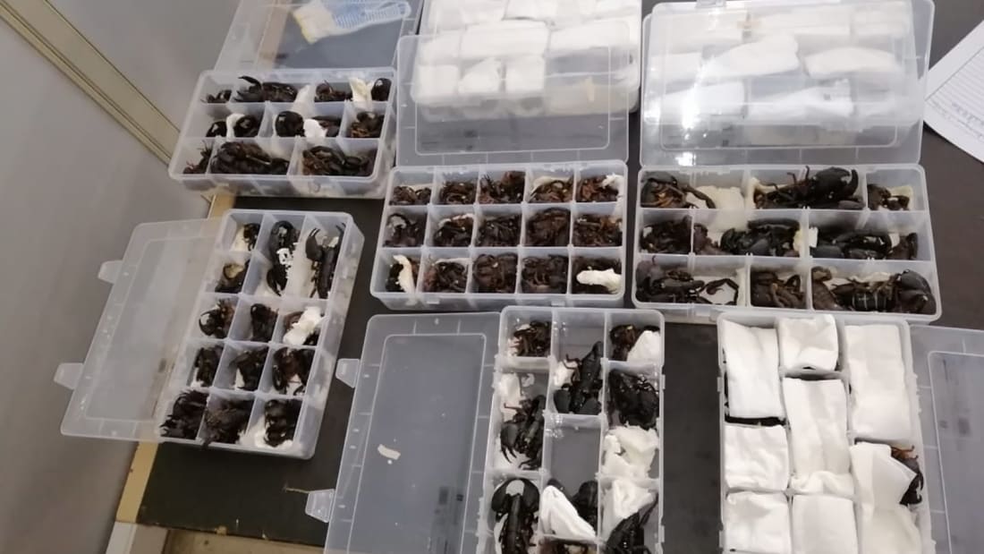 Authorities in Sri Lanka have seized 200 live scorpions from a Chinese traveler as he attempted to smuggle them out of the country at Colombo Airport.