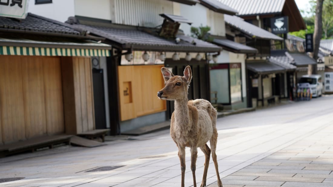 Nara is home to around 1,000 free-roaming deer.