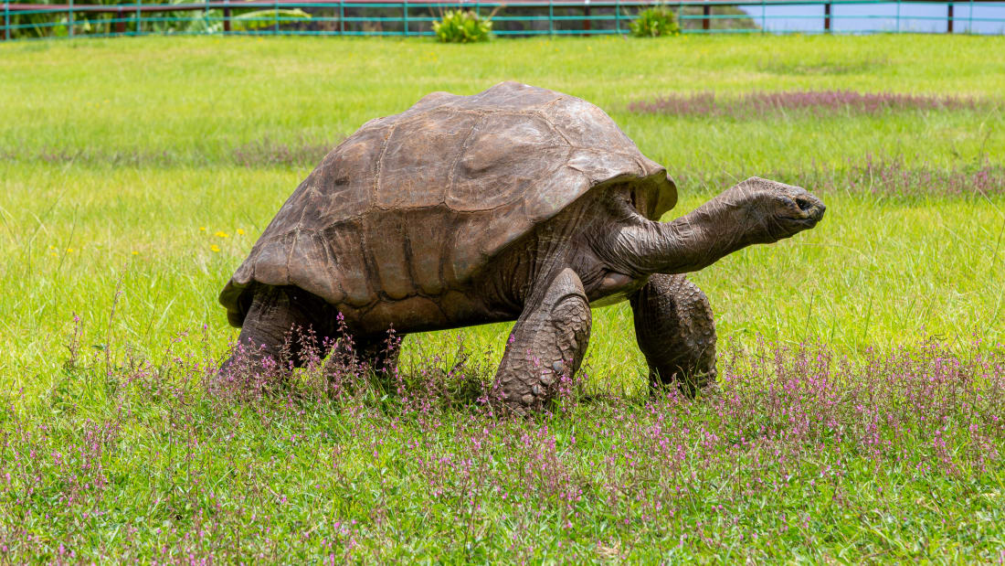 Meet 190-year-old Jonathan, the world's oldest-ever tortoise Http%3A%2F%2Fcdn.cnn.com%2Fcnnnext%2Fdam%2Fassets%2F220126103049-01-oldest-tortoise-jonathan-scli-intl