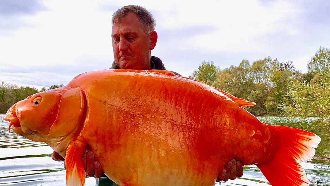 Angler Andy Hackett lands one of the world's biggest goldfish ever caught. The gigantic orange specimen, aptly nicknamed The Carrot, weighed a whopping 67 pounds, 4 ounces.