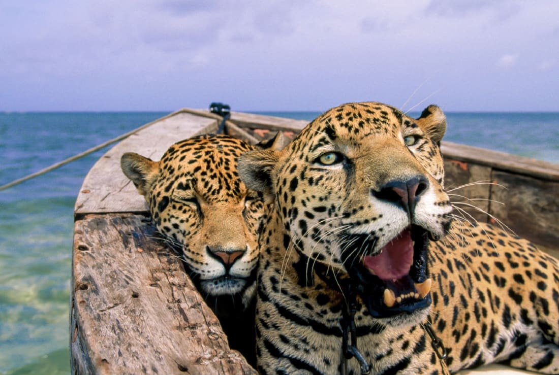 Fotografi e kafshëve të egra me ndikime jetike të kufizuara 13