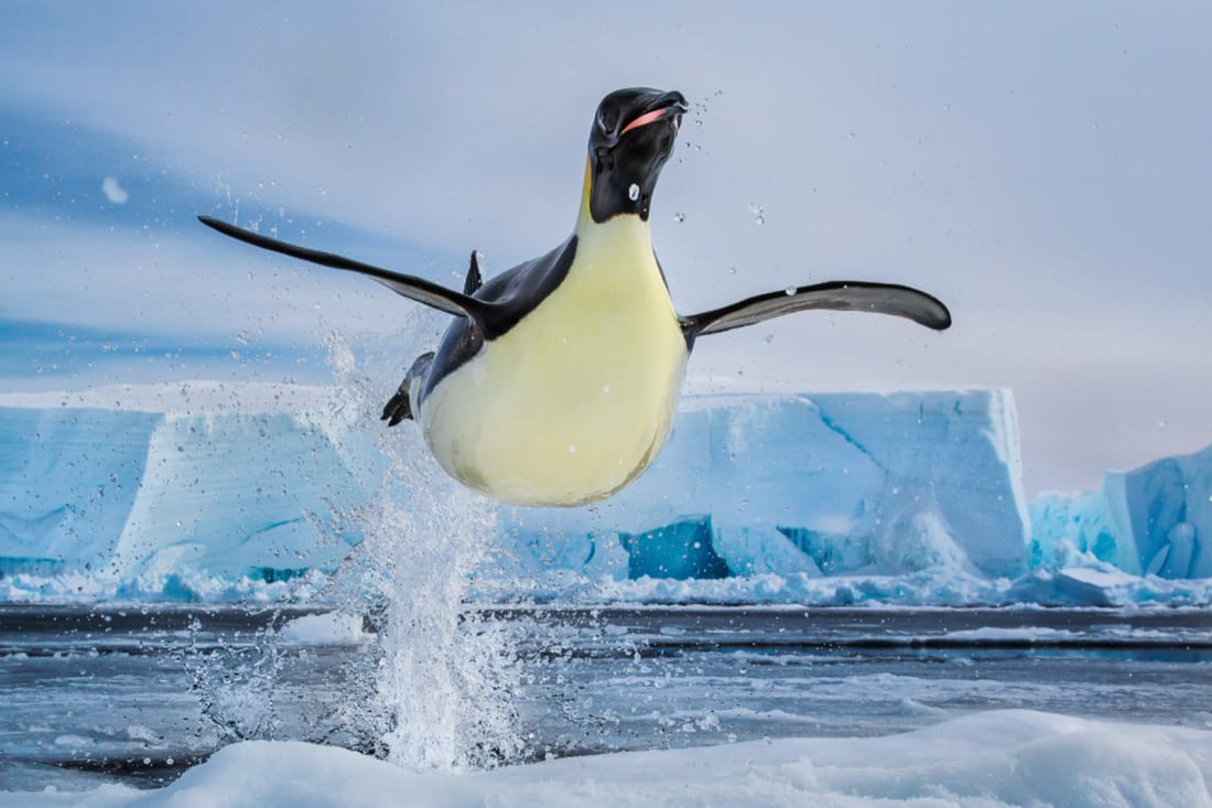 100 for the ocean paul nicklen