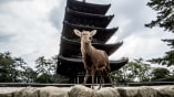 Nara Deer Park is a public park located in the city of Nara, Japan, at the foot of Mount Wakakusa. Established in 1880 it is one of the oldest parks in Japan. CREDIT Joshua Mellin