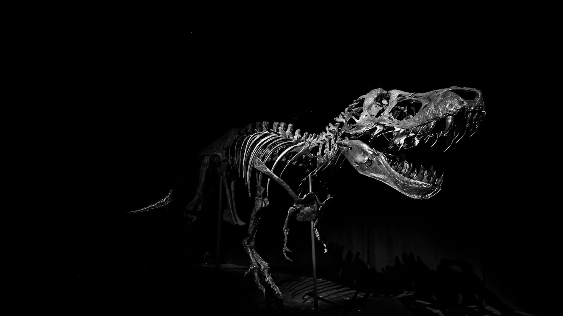 Stan, el fósil de tiranosaurio rex de 67 millones de años, será una atracción estelar en el Museo de Historia Natural de Abu Dabi, cuya inauguración se espera para 2025.