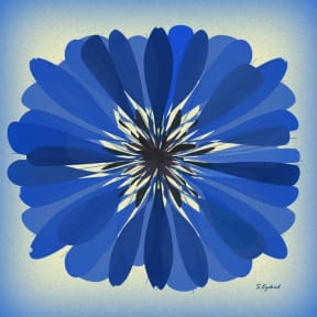 "Cornflower."