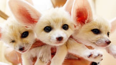 Are These The World S Cutest Creatures Cnn Travel