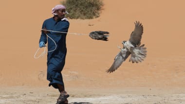 Falcons On A Plane First Class Treatment For Birds Of Prey