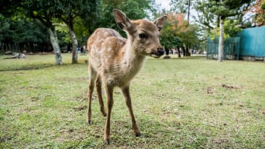 pet deer