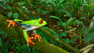 See rare creatures deep in Honduras' Mosquitia rainforest (photos) | CNN  Travel