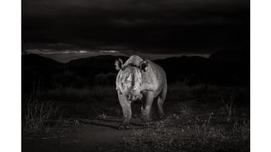 Endangered Rhinos View Incredible Pictures From Kenya Cnn Travel