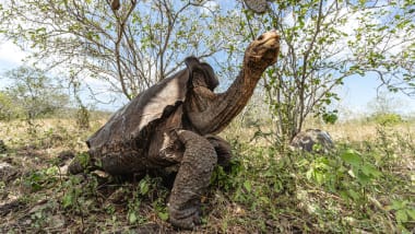 These Tortoises Saved Their Species From Extinction Now They Re