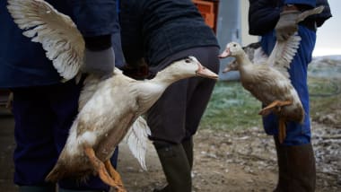 France faces foie gras crisis, and Michelin menus are in turmoil | CNN  Travel