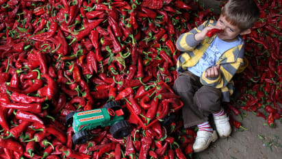 Paprika pepper plant