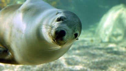 giants sea lion jersey