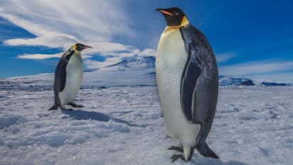 Penguin Photos From Antartica To Africa These Flightless