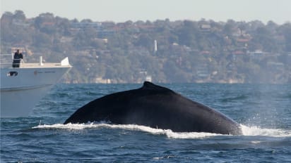 Whale Watching Sites Best Places Around The World Cnn Travel