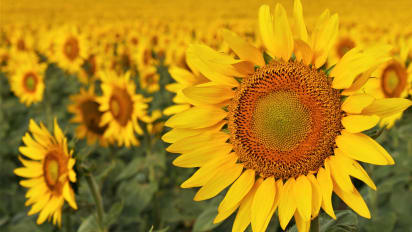 A Sunflower Super Bloom Explodes In North Dakota Cnn Travel