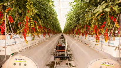 desert greenhouses deliver food security? | CNN Travel
