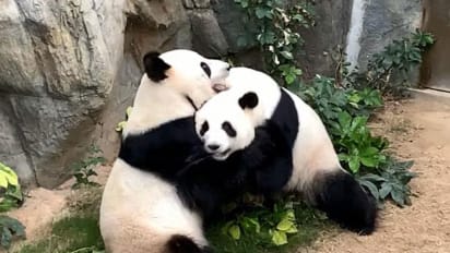 A Zoo Has Been Trying To Get Two Pandas To Mate For 10 Years When Coronavirus Shut The Zoo Down The Pandas Finally Did Cnn Travel