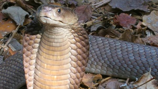 Snakes, Kenya