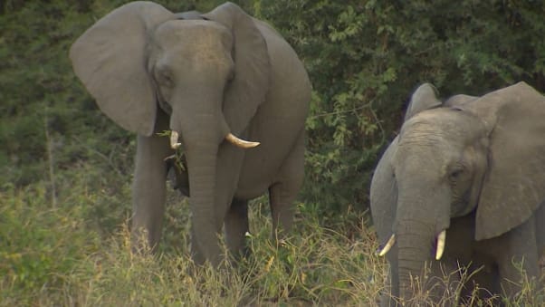 Botswana is renowned for its safari opportunities. Elephants are always a top sighting on any excursion.