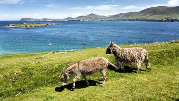 Great Blasket Island is a hiker's paradise -- and the donkeys seem to like it, too.