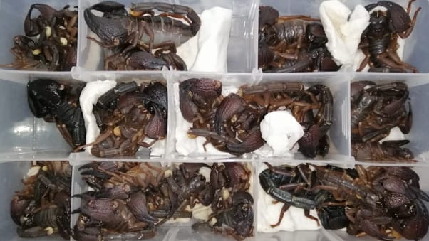 Sri Lanka Customs said the live scorpions, which cannot be taken out of the country, were concealed in the man's baggage.