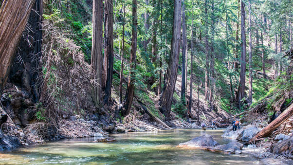 A view of the redwoods on the property.