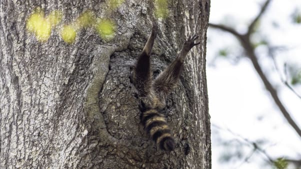A raccoon's legs and tail poke out of a tree in Newport News, Virginia, US.