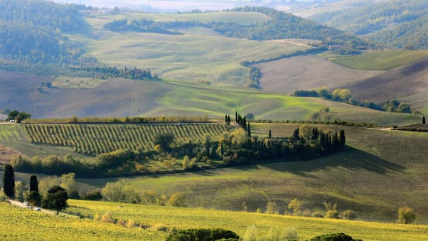 This picture shows a view of a vigneyard (C) in the Val D'Orcia region, in Tuscany, near the village of Pienza on October 10, 2008. The Val D'Orcia, which extends from the hills south of Siena to Monte Amiata was added to the UNESCO list of World Heritage Sites. AFP PHOTO/ Filippo MONTEFORTE (Photo credit should read FILIPPO MONTEFORTE/AFP via Getty Images)
