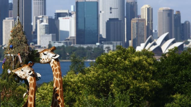 Giraffes enjoy treats hidden in branches at Taronga Zoo.