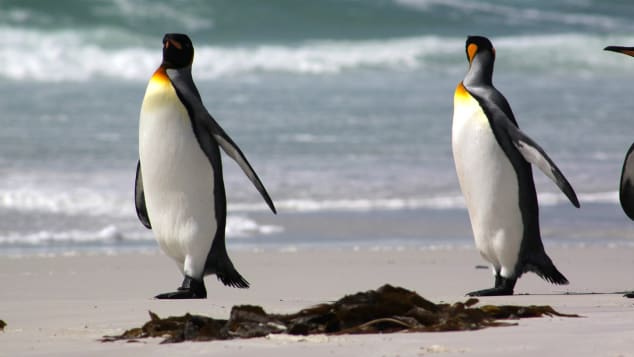 The penguin-inhabited Falkland Islands are among the unlikely destinations on the UK's green list. Charlene Rowland/CNN