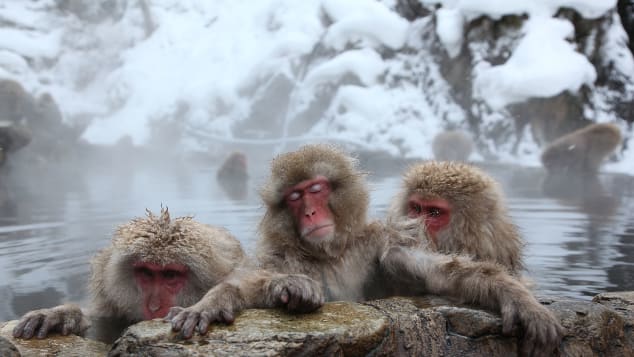 Even macaques in Japan know how to enjoy an onsen.