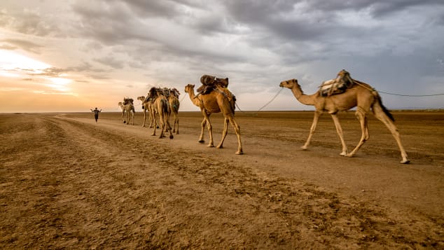 irpt camels in Danakil Depression, Northern Ethiopia