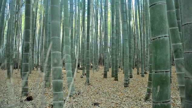Closeup of the forest