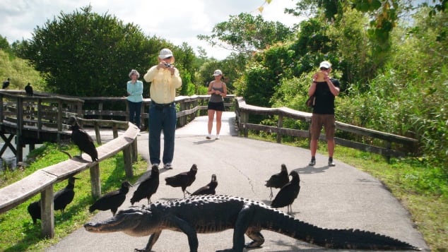 5 ways everglades- gator on trail