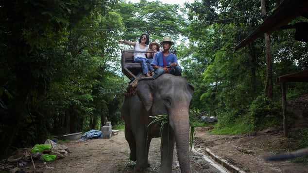 Elephant rides are some of the cruellest attractions out there, says an expert