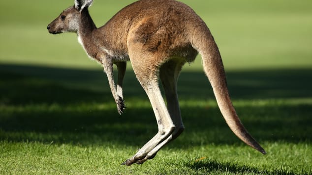 Kangaroos abound in Australia.