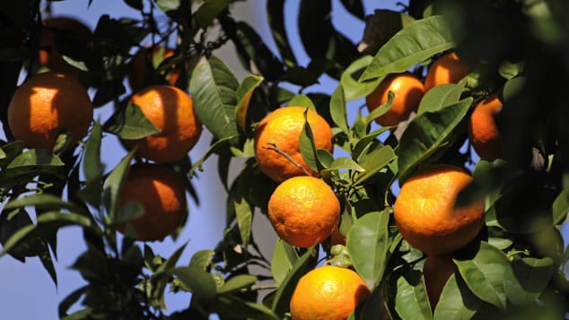Ripe oranges hanging on the trees in the Spanish city of Seville.