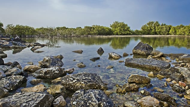 Al Thakira Mangroves: Desert greenery.