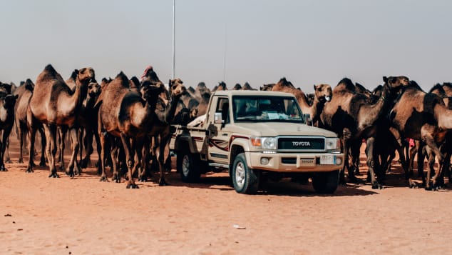 A record 6,120 camels took part in the annual festival in 2018.